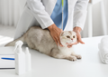 Assessing feline thyroid function and the role of TSH (LVS25)