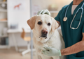 Blocked dogs: A surgical approach to urolithiasis