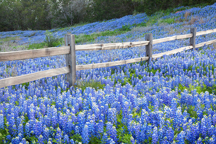 Bluebonnet Fence Near Llano Texas by Rob Greebon
