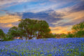 Bluebonnets Under Evening Sky 2 by Rob Greebon