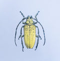 Curious Bug Print