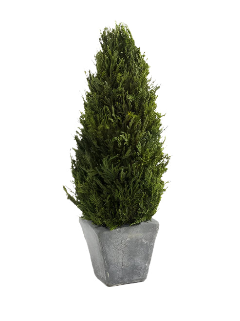 Small Zodax Cypress Tree Topiary with lush green foliage and a decorative pot, perfect for elegant indoor or outdoor decor.