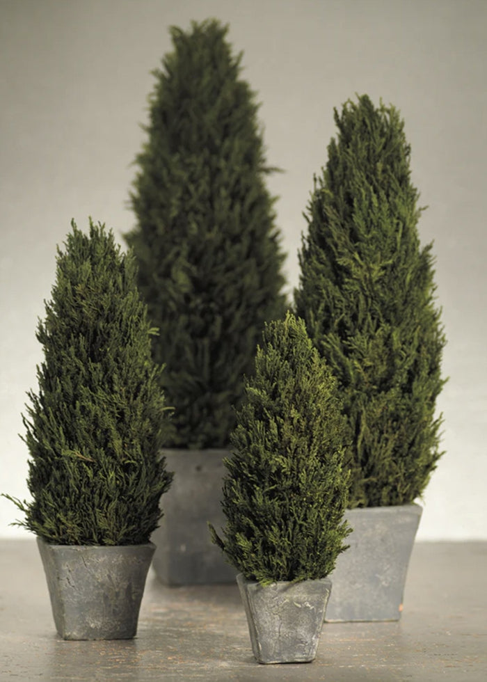Small Zodax Cypress Tree Topiary in a decorative pot, lush green foliage, ideal for home decor accents.