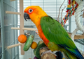 Euthanasia in exotic species: A guide to a “good death” in small mammals, birds and reptiles