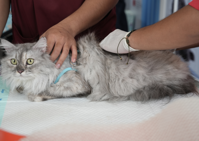 Feline Gingivitis Stomatitis Complex – what we know (and don’t know)?