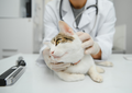 FIP: I can treat it now, so what’s new?