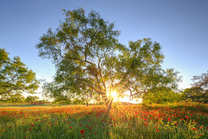 Firewheel Sunlight 1 by Rob Greebon