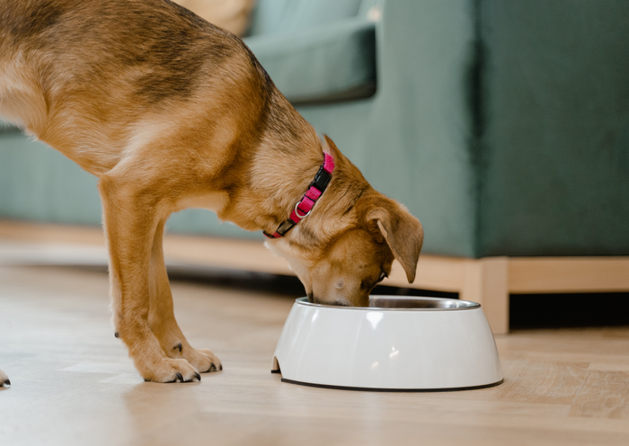 Fussy Eater or Foodie? Oodles of Poodles and Lots of Labs