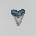 Light Grey Megalodon Print