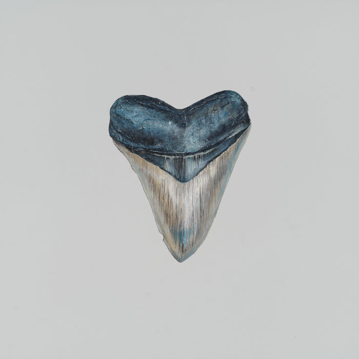 Light Grey Megalodon Print