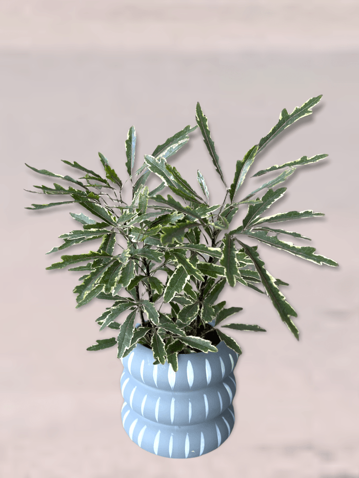 Mary Jane Aralia In Morale Planter Potted Houseplants