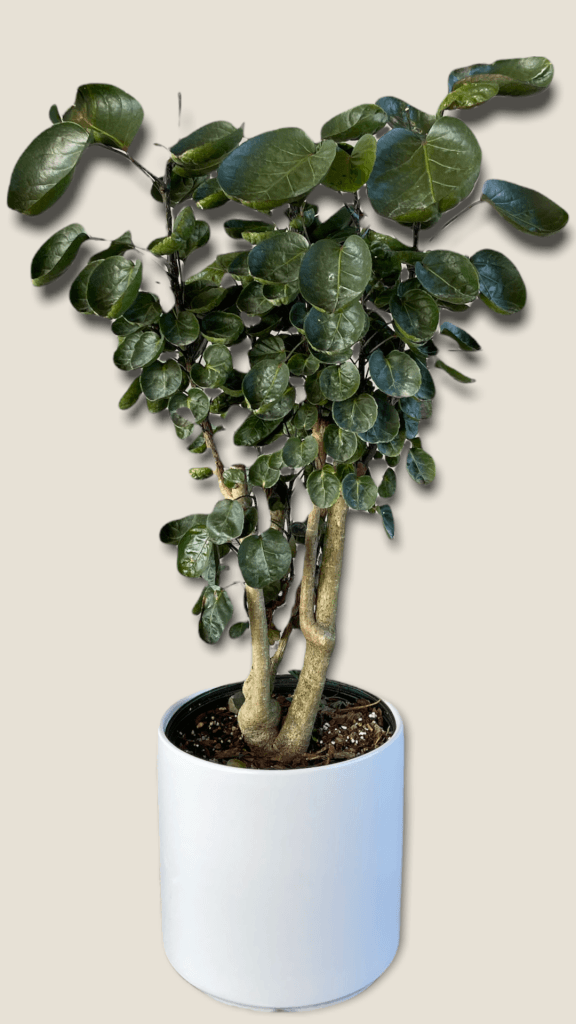 Ming Aralia In Matte Planter