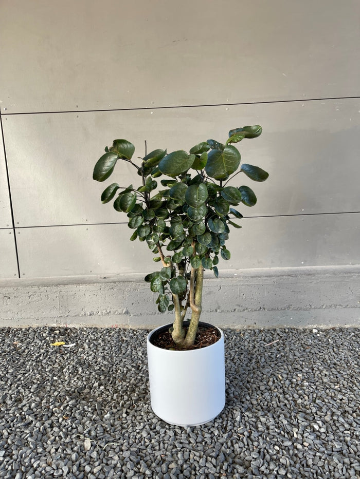 Ming Aralia In Matte Planter