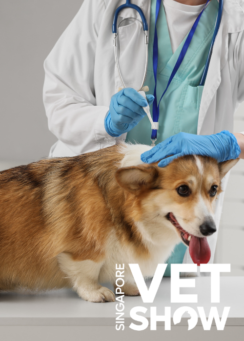 Neurology Refresher – How to get the most out of your neurological examinations (SVS25)