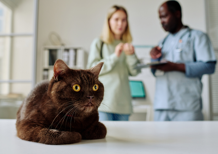 Perfecting the Endoscopy Setup for Vet Nurses - Area B