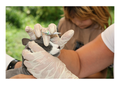 Problems associated with veterinary anaesthesia: Reporting insights (LVS25)