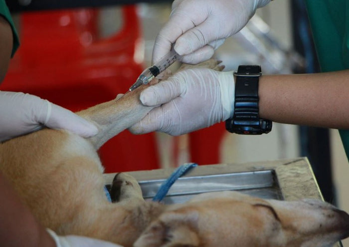 Sedation Protocols for Every Patient - Pediatric, Geriatric, Brachycephalic, & the Untouchable
