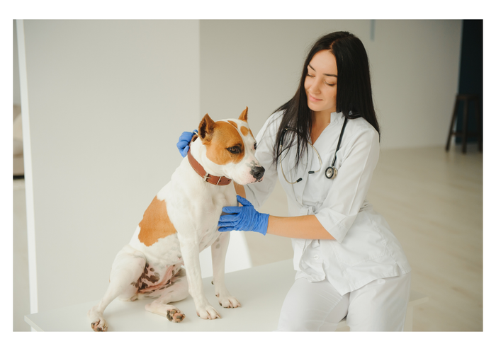 Start-up case study – a 24 month timeline of a new practice’s journey (LVS25)