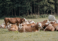 Tackling cattle lameness one step at a time through a team approach (LVS25)
