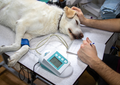 The quest for comfort with cancer pain  (BVA Live 2025)