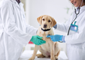 Top tips: Managing diabetics with SGLT2-inhibitors – do’s and don’ts (LVS25)