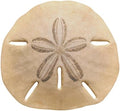 Trend Enterprises Classic Accents, Sand Dollar (T 10075)