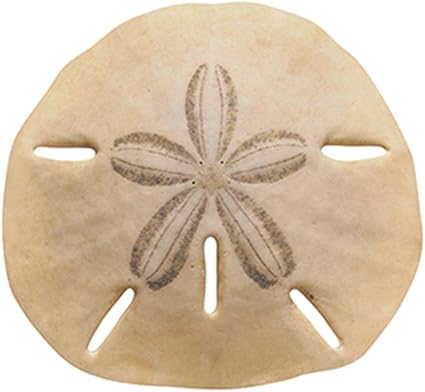 Trend Enterprises Classic Accents, Sand Dollar (T 10075)