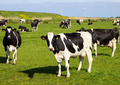 Using data to improve health and performance on dairy herds: Where do I start?